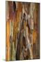 Crape Myrtle Bark II-Kathy Mahan-Mounted Photographic Print