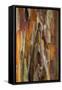 Crape Myrtle Bark II-Kathy Mahan-Framed Stretched Canvas