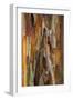 Crape Myrtle Bark II-Kathy Mahan-Framed Photographic Print