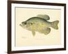 Crappie-null-Framed Giclee Print