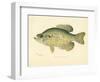Crappie-null-Framed Giclee Print