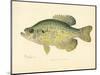 Crappie-null-Mounted Giclee Print