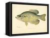 Crappie-null-Framed Stretched Canvas