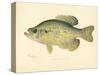 Crappie-null-Stretched Canvas