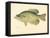 Crappie-null-Framed Stretched Canvas