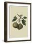 Crasanne Pear-William Hooker-Framed Art Print