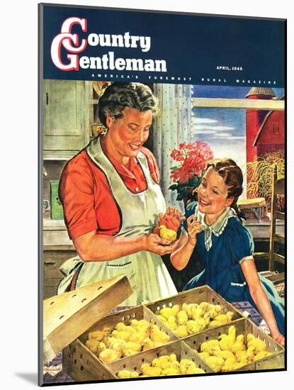 "Crate of New Baby Chicks," Country Gentleman Cover, April 1, 1945-W.C. Griffith-Mounted Giclee Print