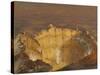 Crater of Popocatépetl, 1833-Jean Baptiste Louis Gros-Stretched Canvas