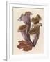 Craterellus Cornucopiodes Common Name: Black Chanterelle-null-Framed Art Print