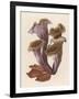 Craterellus Cornucopiodes Common Name: Black Chanterelle-null-Framed Art Print