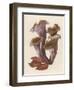 Craterellus Cornucopiodes Common Name: Black Chanterelle-null-Framed Art Print