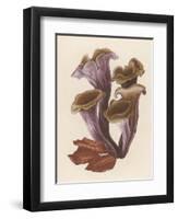 Craterellus Cornucopiodes Common Name: Black Chanterelle-null-Framed Art Print