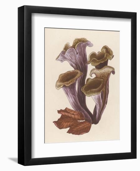 Craterellus Cornucopiodes Common Name: Black Chanterelle-null-Framed Art Print