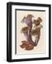 Craterellus Cornucopiodes Common Name: Black Chanterelle-null-Framed Art Print