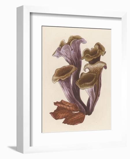 Craterellus Cornucopiodes Common Name: Black Chanterelle-null-Framed Art Print