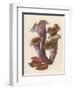 Craterellus Cornucopiodes Common Name: Black Chanterelle-null-Framed Art Print