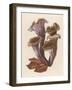 Craterellus Cornucopiodes Common Name: Black Chanterelle-null-Framed Art Print