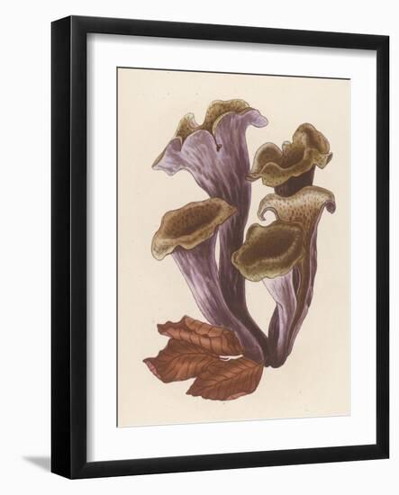 Craterellus Cornucopiodes Common Name: Black Chanterelle-null-Framed Art Print