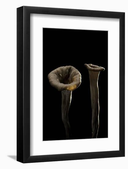 Craterellus Cornucopioides (Horn of Plenty)-Paul Starosta-Framed Photographic Print