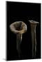 Craterellus Cornucopioides (Horn of Plenty)-Paul Starosta-Mounted Photographic Print