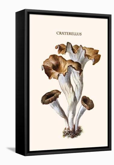 Craterellus-Edmund Michael-Framed Stretched Canvas