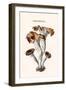 Craterellus-Edmund Michael-Framed Art Print