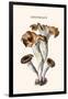 Craterellus-Edmund Michael-Framed Art Print