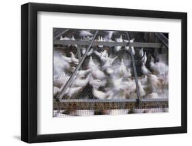 Crates of Chickens-null-Framed Photographic Print