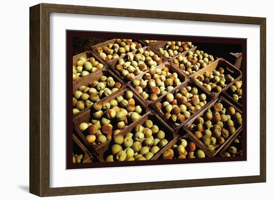 Crates of Peaches-Russell Lee-Framed Art Print