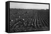 Crating Carrots-Dorothea Lange-Framed Stretched Canvas