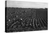 Crating Carrots-Dorothea Lange-Stretched Canvas