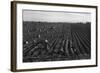 Crating Carrots-Dorothea Lange-Framed Art Print