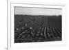 Crating Carrots-Dorothea Lange-Framed Premium Giclee Print