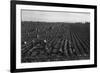 Crating Carrots-Dorothea Lange-Framed Premium Giclee Print