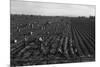 Crating Carrots-Dorothea Lange-Mounted Premium Giclee Print