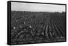 Crating Carrots-Dorothea Lange-Framed Stretched Canvas