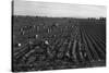 Crating Carrots-Dorothea Lange-Stretched Canvas