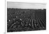 Crating Carrots-Dorothea Lange-Framed Art Print