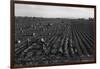 Crating Carrots-Dorothea Lange-Framed Art Print