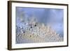 Crawling down-Heidi Westum-Framed Photographic Print