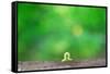 Crawling Inch Worm with Green Spring Background.-landio-Framed Stretched Canvas