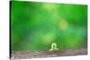 Crawling Inch Worm with Green Spring Background.-landio-Stretched Canvas