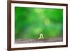 Crawling Inch Worm with Green Spring Background.-landio-Framed Photographic Print