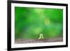 Crawling Inch Worm with Green Spring Background.-landio-Framed Photographic Print