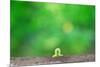 Crawling Inch Worm with Green Spring Background.-landio-Mounted Photographic Print