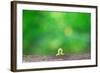 Crawling Inch Worm with Green Spring Background.-landio-Framed Photographic Print