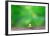 Crawling Inch Worm with Green Spring Background.-landio-Framed Photographic Print