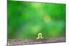 Crawling Inch Worm with Green Spring Background.-landio-Mounted Photographic Print