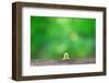 Crawling Inch Worm with Green Spring Background.-landio-Framed Photographic Print