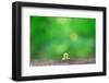 Crawling Inch Worm with Green Spring Background.-landio-Framed Photographic Print